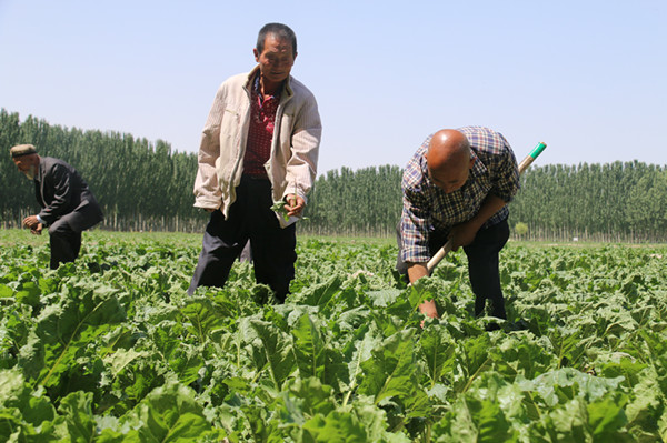 新疆拜城县兰干村：汤根社和591户维吾尔族村民的团结故事