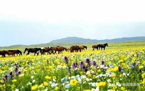 新疆裕民县荣获中国马业协会“2017中国马业贡献奖”