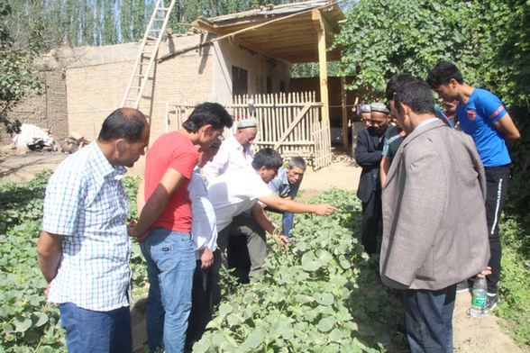 新疆洛浦县布亚乡阿亚格夏合勒克村特邀专家现场教村民种甜瓜