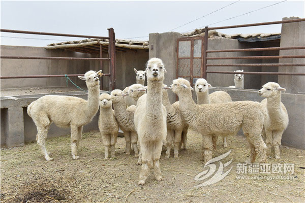 和静县：羊驼开启特色养殖新模式