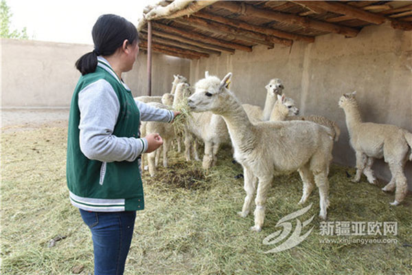 和静县：羊驼开启特色养殖新模式