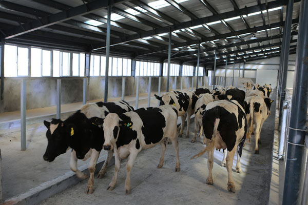 让扶贫“牛”起来——塔什库尔干县首家奶牛养殖、乳品生产基地进入实质性运行