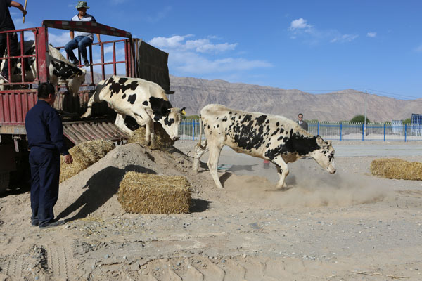 让扶贫“牛”起来——塔什库尔干县首家奶牛养殖、乳品生产基地进入实质性运行
