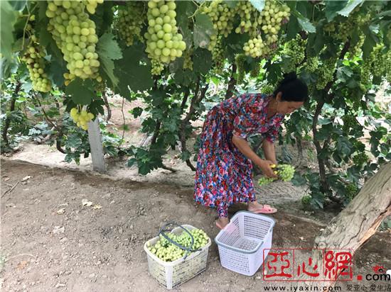 新疆鄯善县鲁克沁镇葡萄种植丰产又丰收 农户增收种植热情高