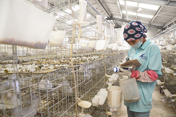 新疆乌什县：5500万肉鸽养殖示范基地带动农牧民脱贫致富