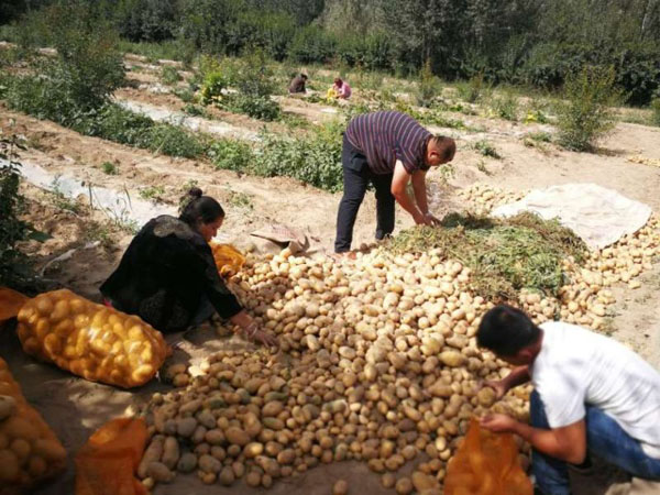 土豆成为村民脱贫创收的“金蛋蛋”