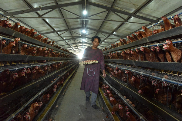 新疆和静县：发展蛋鸡养殖产业孵出致富“金蛋”