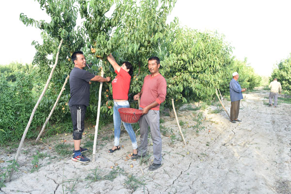 新疆和静县：工作队助力发展桃产业带领农民搭上致富快车