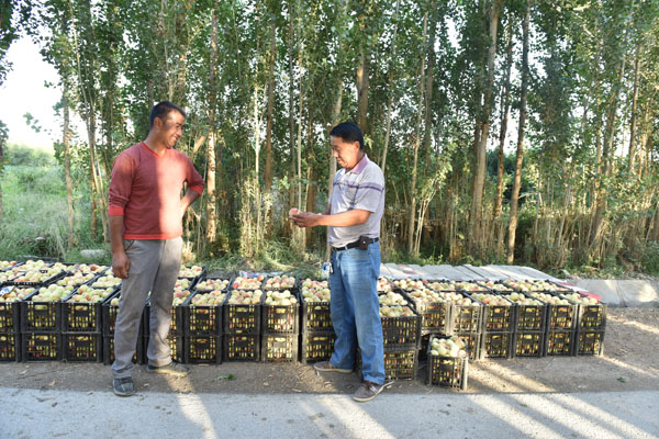 新疆和静县：工作队助力发展桃产业带领农民搭上致富快车