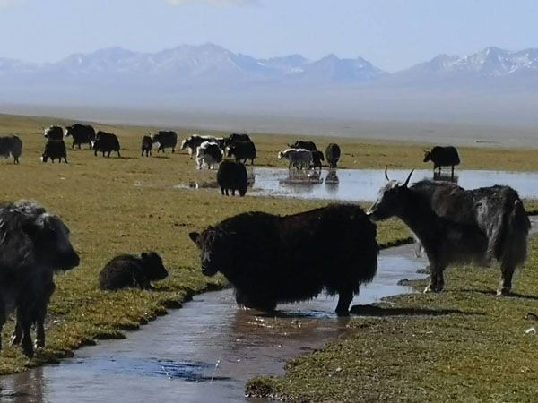新疆和静县：“幸福水”甜了牧民心窝窝