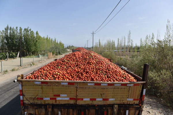 和静县：农民番茄地里晒幸福
