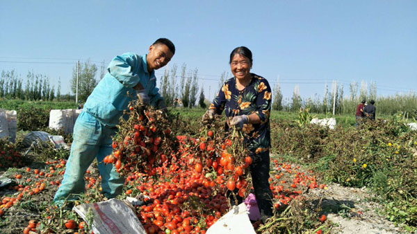 和静县：农民番茄地里晒幸福