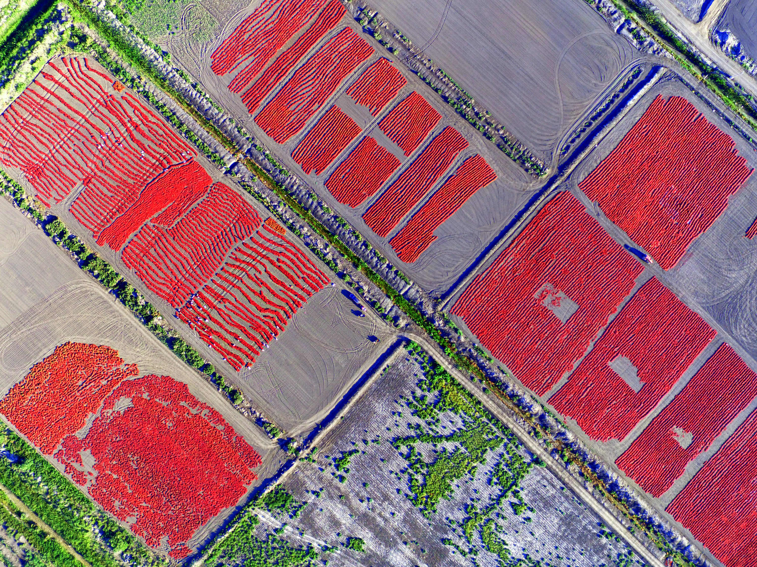 博湖县10.6万亩色素辣椒红遍田野
