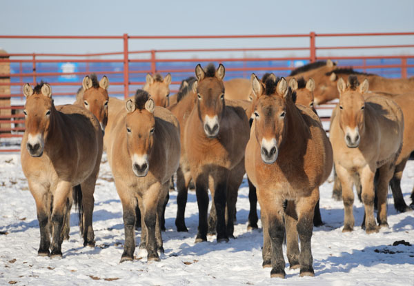 新疆甘肃野马种源交流合作结硕果 今年5匹母马全部怀孕