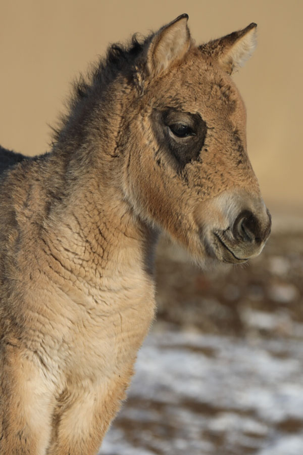 加强入冬安全检查 做好野马饲养和保胎工作